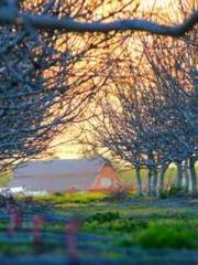 The Imperial Concubi