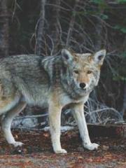 Awakening of the Mas