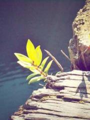 Grave Robbing: Openi