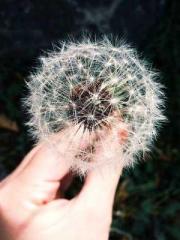 A Lifetime of Captiv