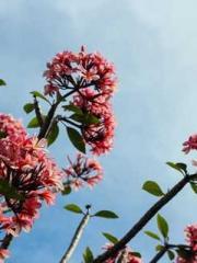 Lin Feng Lin Yun Yao