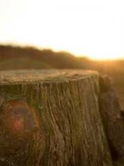 The young masterapos