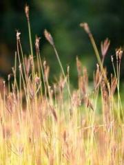 The Undefeated Son-i