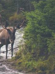 RONG Zhaonan NING Yu