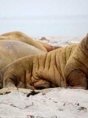 A Spicy Wife from th